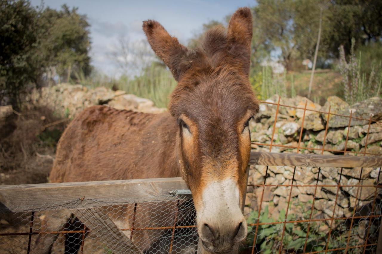 Alojamiento Rural Camino Beturia Cabeza la Vaca Kültér fotó